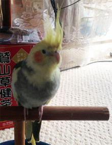 我が家のアイドル